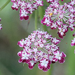 Daucus carota - Wilde Möhre