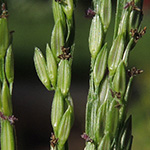 Digitaria sanguinalis - Blutrote Fingerhirse