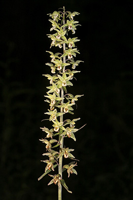Epipactis purpurata