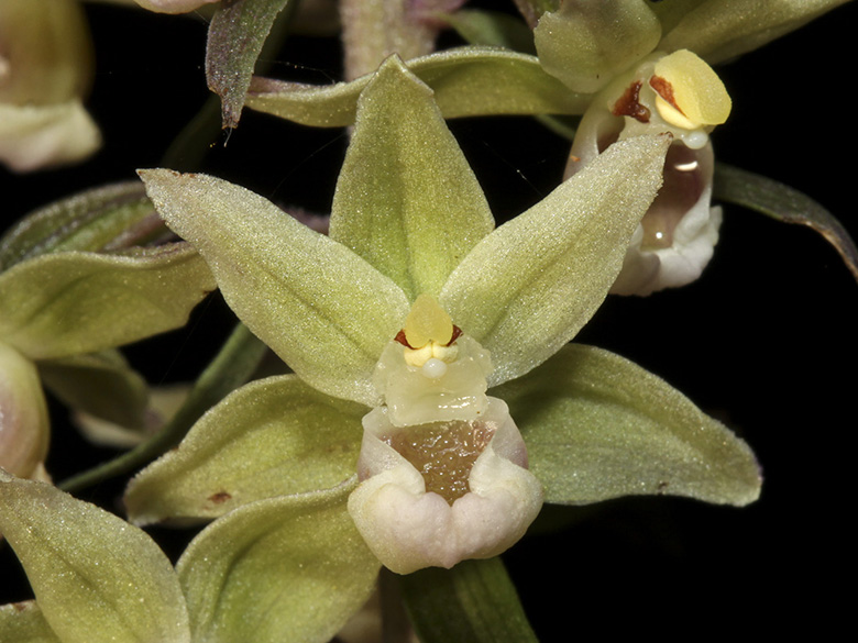 Epipactis purpurata