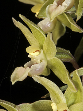 Epipactis purpurata