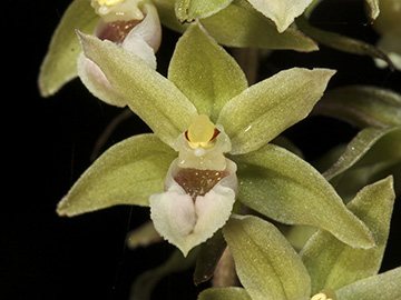 Epipactis purpurata