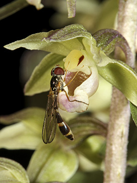 Epipactis purpurata