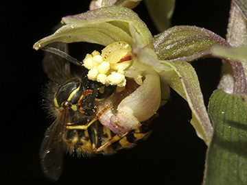 Epipactis purpurata