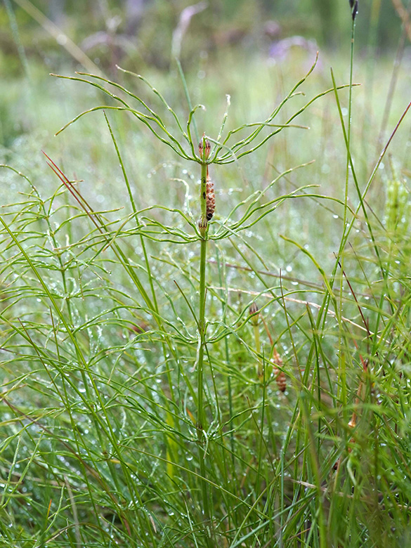 Equisetum pratense