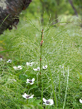 Equisetum pratense