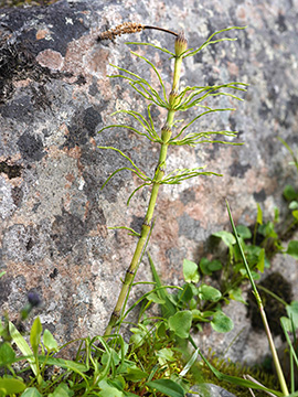 Equisetum pratense