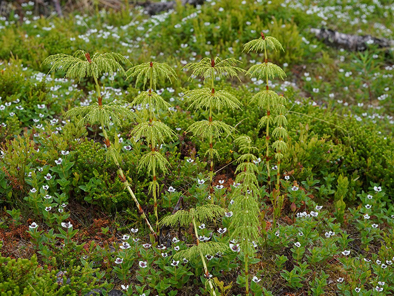 Equisetum sylvaticum
