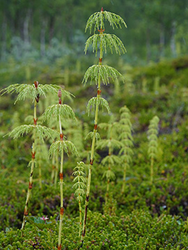 Equisetum sylvaticum
