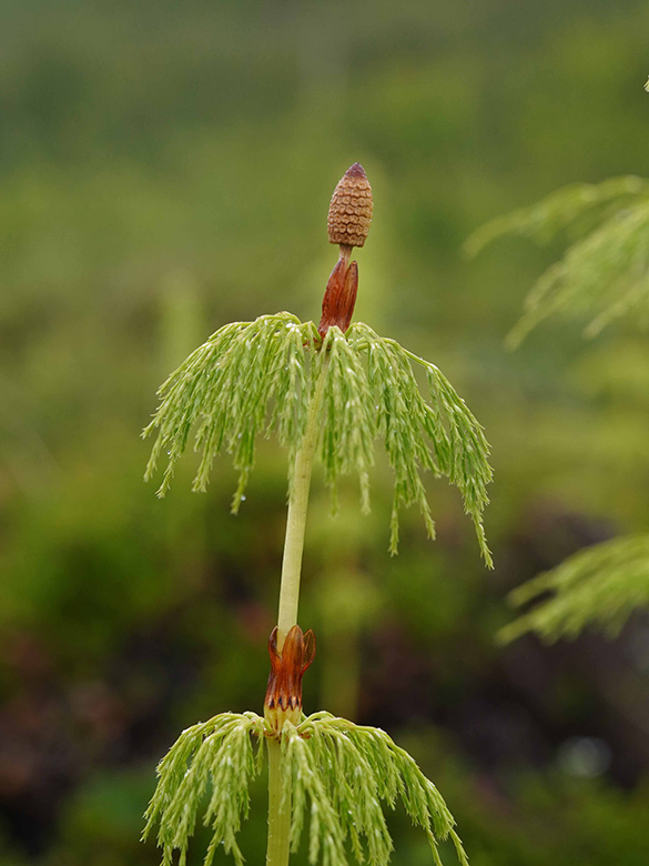 Equisetum sylvaticum