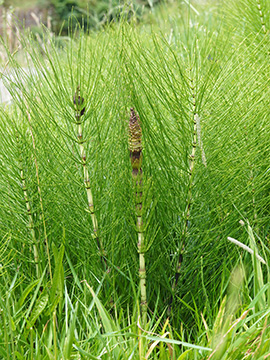 Equisetum telmateia