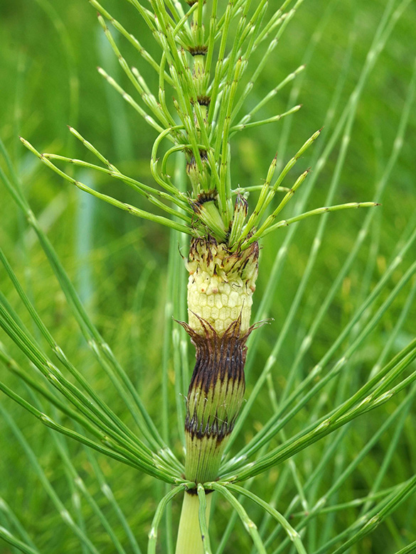 Equisetum telmateia
