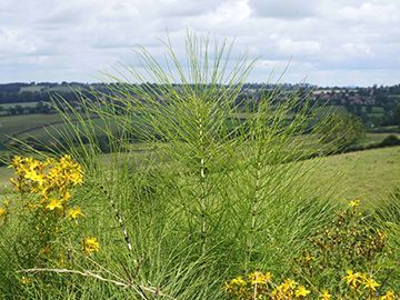Equisetum telmateia