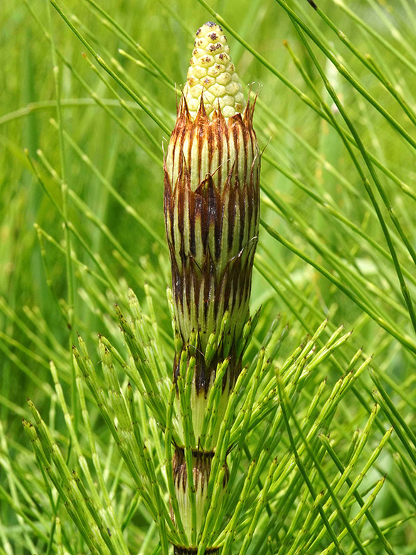 Equisetum telmateia