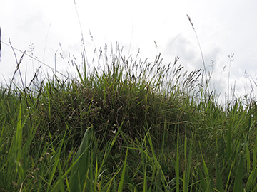 Festuca aquisgranensis