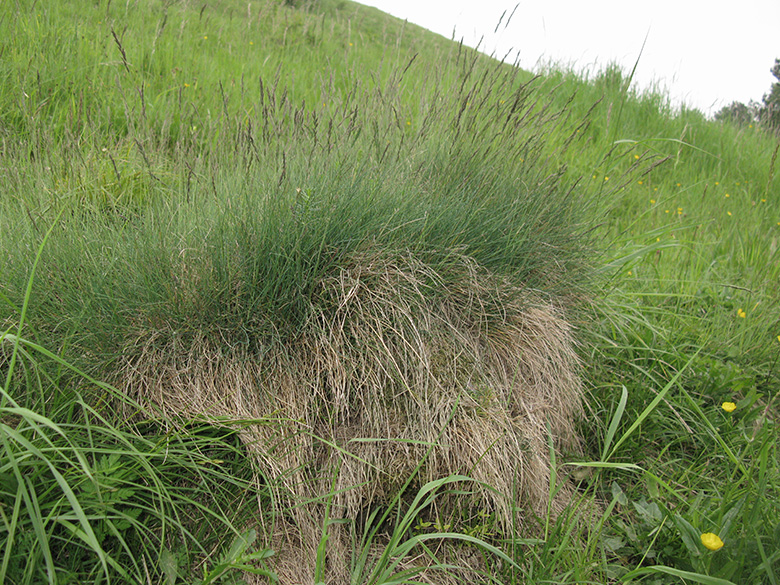 Festuca aquisgranensis