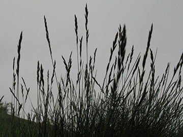 Festuca aquisgranensis