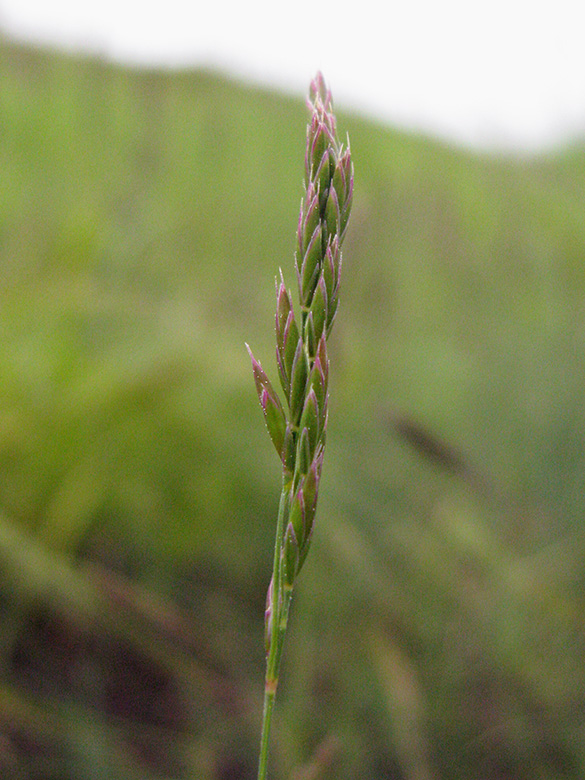 Festuca aquisgranensis