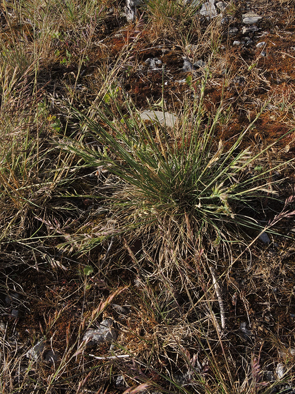Festuca brevipila