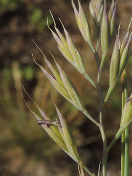 Festuca brevipila
