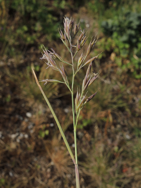 Festuca brevipila