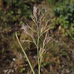 Festuca brevipila - Raublättriger Schwingel