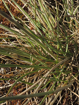 Festuca brevipila