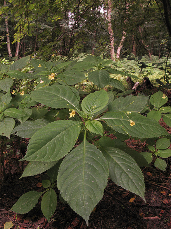 Impatiens parviflora
