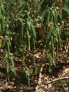 Impatiens parviflora