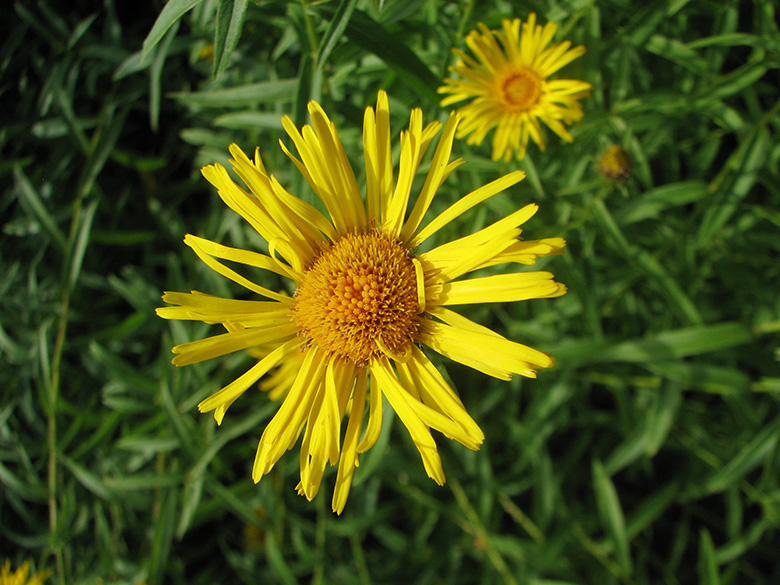 Inula salicina