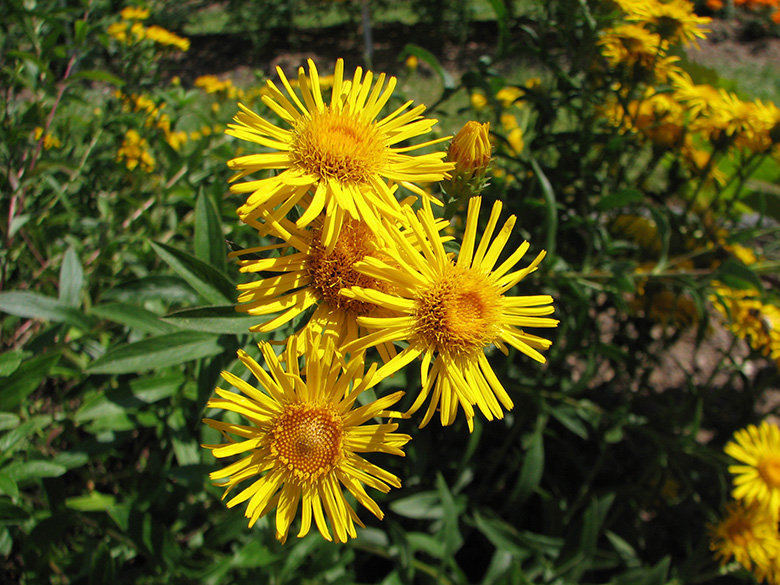 Inula salicina