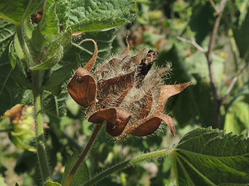 Kitaibelia vitifolia