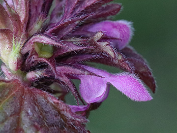 Lamium hybridum