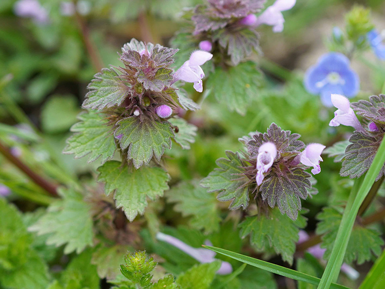 Lamium hybridum