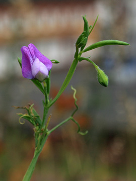 Lathyrus hirsutus