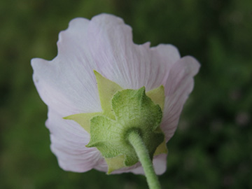 Malva thuringiaca