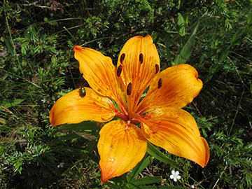 Lilium bulbiferum croceum