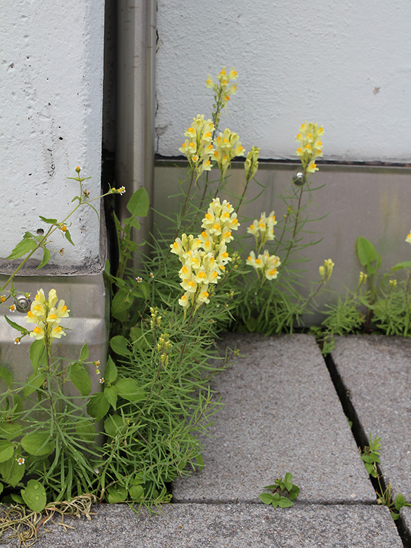 Linaria vulgaris