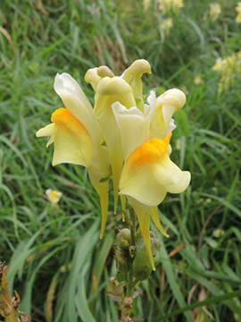 Linaria vulgaris