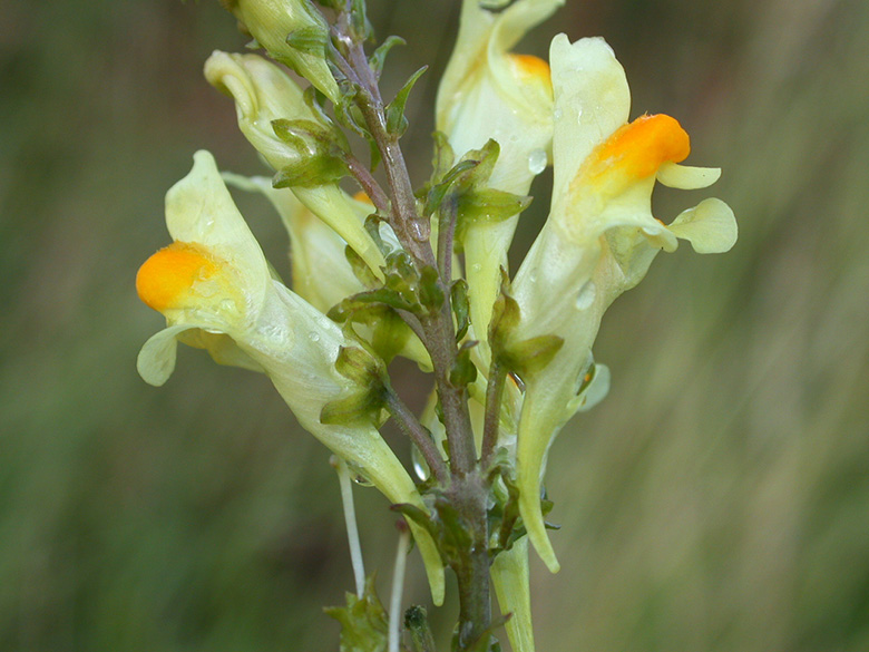 Linaria vulgaris