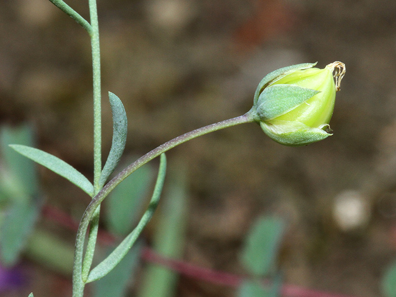 Linum leonii