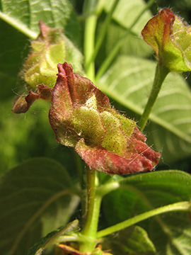 Lonicera involucrata