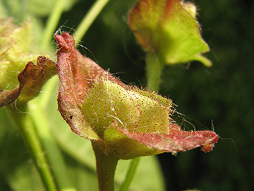 Lonicera involucrata