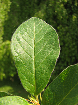 Lonicera involucrata