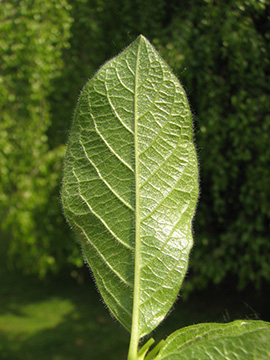 Lonicera involucrata