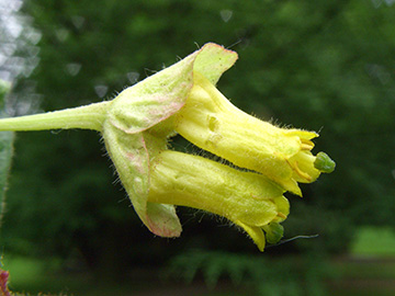 Lonicera involucrata