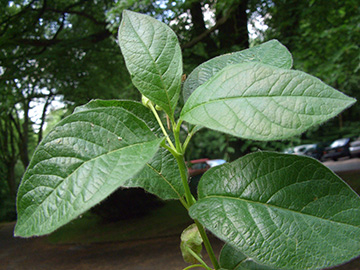 Lonicera involucrata