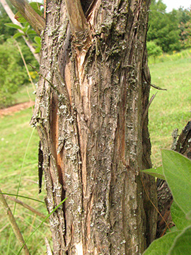 Lonicera involucrata