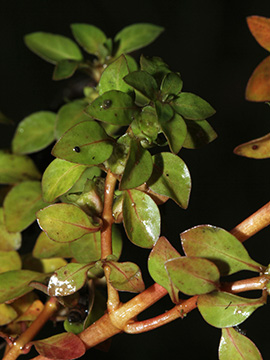 Ludwigia palustris