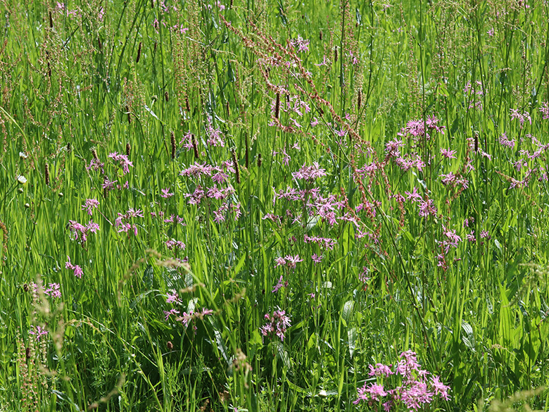 Lychnis flos-cuculi